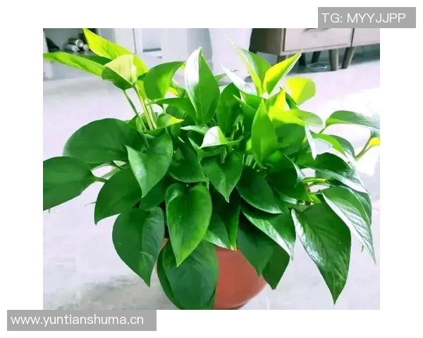 花卉种植技巧与管理方法探索提升家庭园艺的美丽与生机 花卉种植技巧与管理方法探索提升家庭园艺的美丽与生机